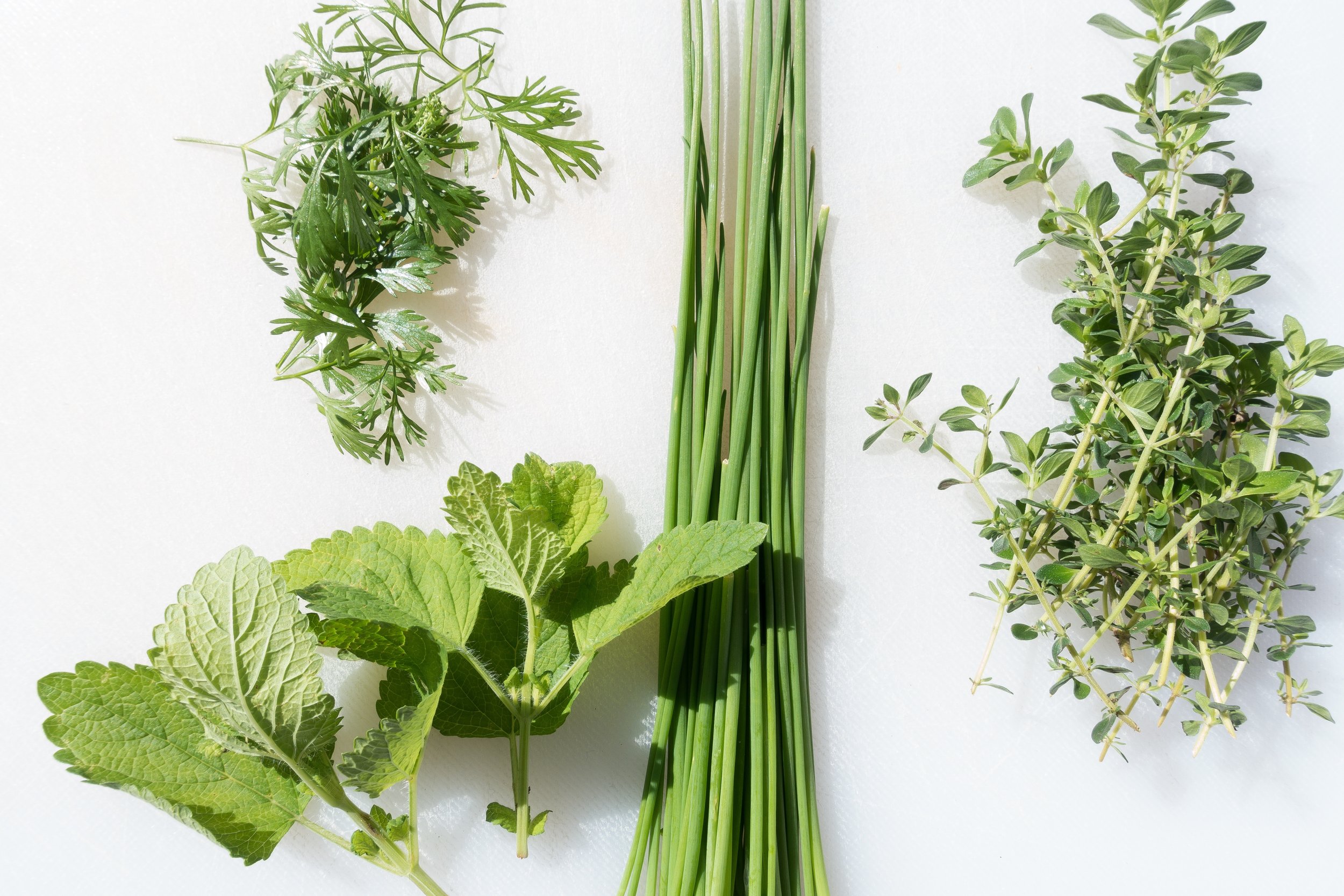 A bundle of freshly cut herbs — dill, lemon balm, chives and thyme