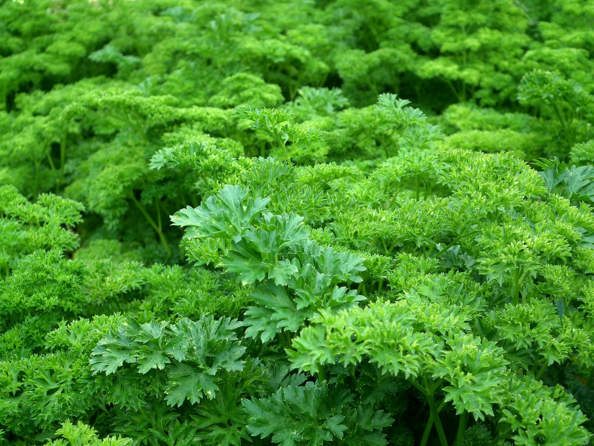 Close-up of a lush parsley bed